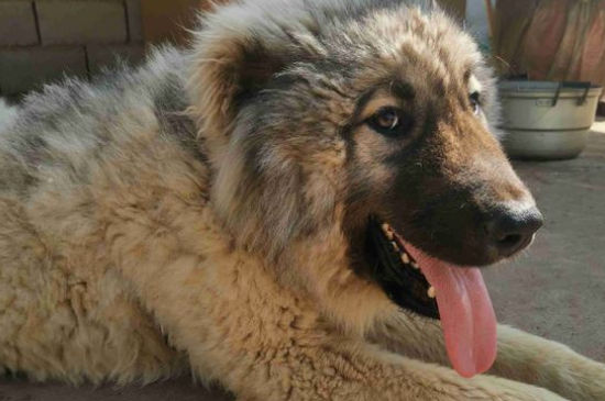 高加索犬只认一个主人吗