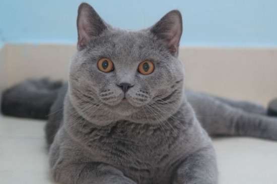 猫喘气声音很粗
