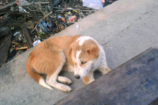 土狗饮食要注意什么