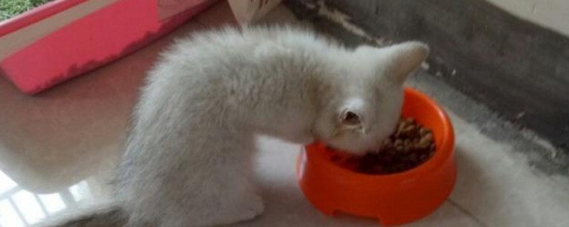 猫吃猫粮不嚼