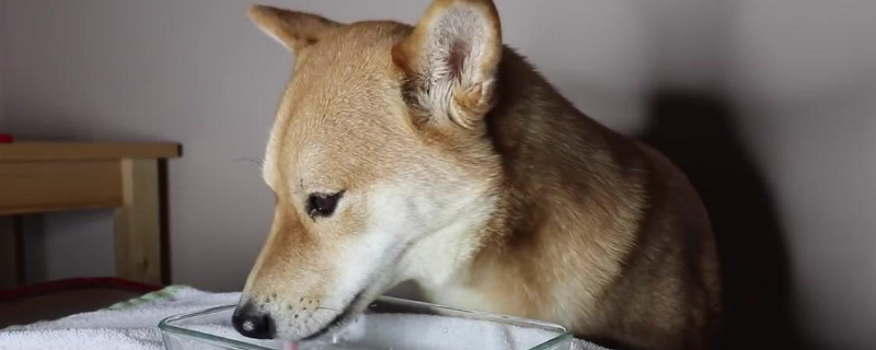狗呕吐后吃什么养胃