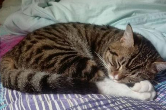 狸花猫吃米饭吗