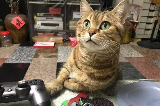 猫咪胸腔积水有救吗