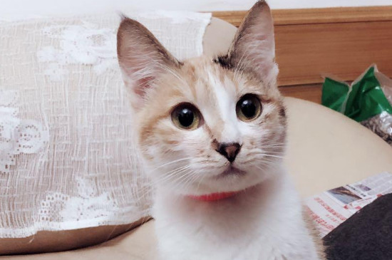 猫发烧能自己退烧吗