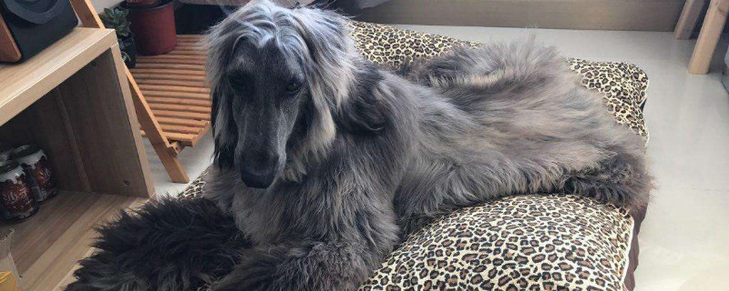阿富汗猎犬为什么禁养