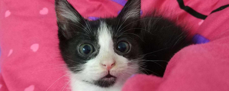 两个月的土猫怎么养