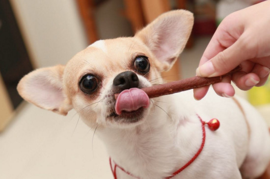 狗狗不吃狗粮,闻闻不吃