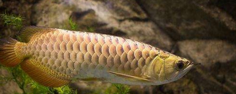 龙鱼换水后多久喂食