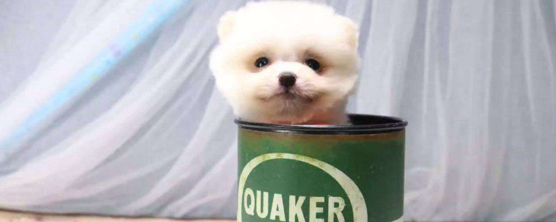 为什么不能养茶杯犬