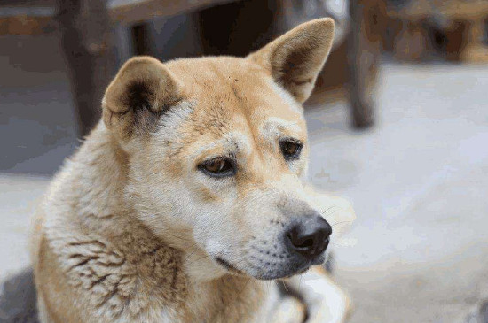 狗要死的时候为什么要离家