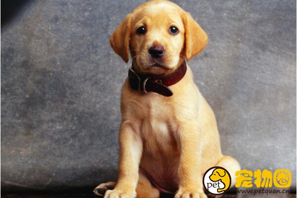 拉布拉多犬不建议家养，不仅无法看家还特爱掉毛