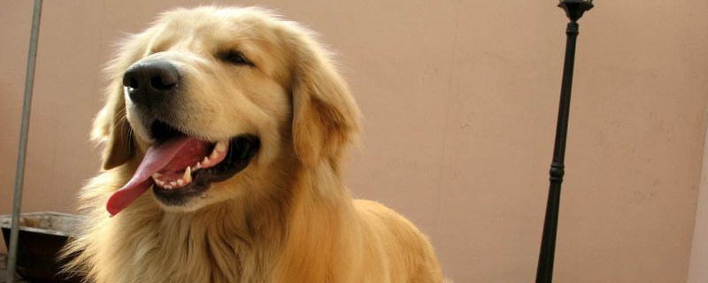 狗狗得了细小吃什么药