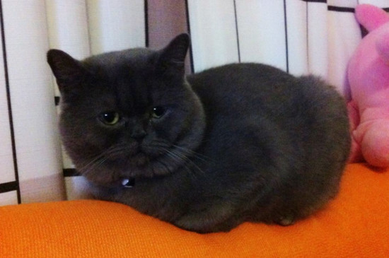蓝猫跑出去还会回来吗