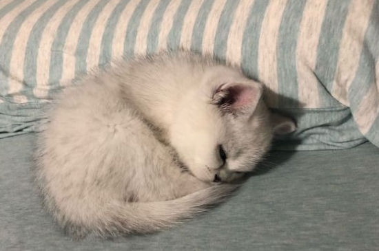 猫藓多久能好