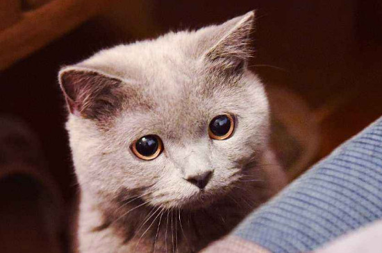 小猫身上有疙瘩像结痂