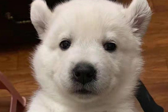 狗狗咳嗽干呕怎么回事