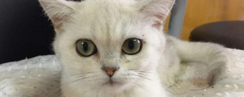 怎么才能知道猫认主人