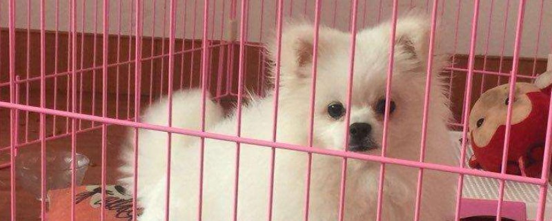 不花钱自制狗栏杆
