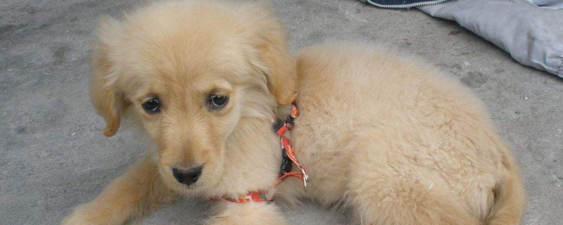 狗狗打完狂犬疫苗多久能出门