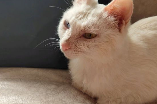 猫拉屎不埋怎么教育