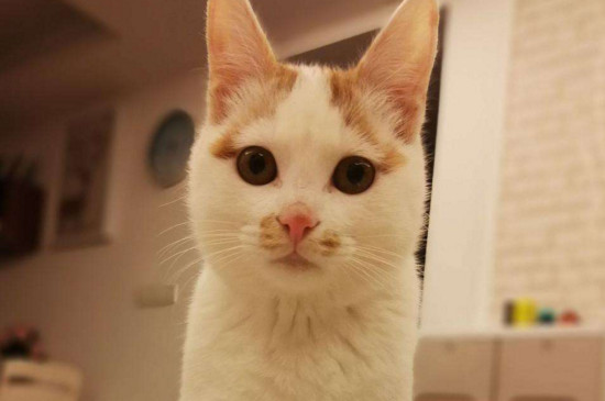猫咪打完疫苗拉稀