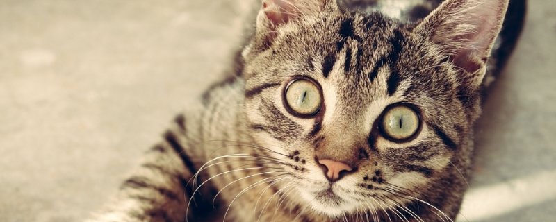 猫一边吃饭一边流眼泪