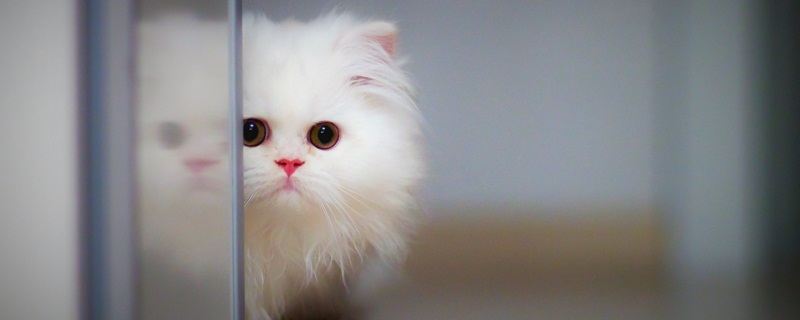 猫咪摔了内伤能自愈吗