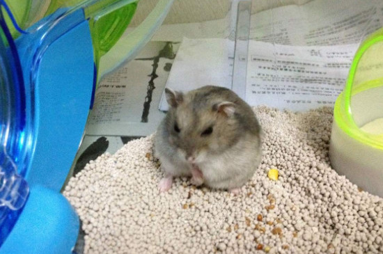 仓鼠吃自己的屎是怎么回事