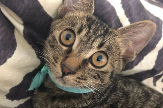 狸花猫粘人吗