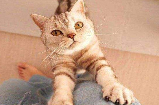 猫拉完粑粑要擦吗