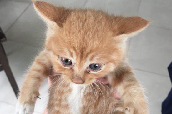 猫到预产期不生怎么办