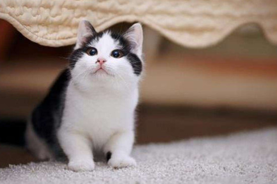 猫有口臭怎么办，猫咪口气臭怎么去除