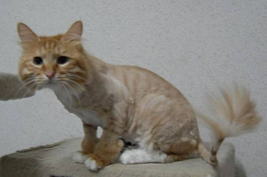 猫剃毛后多久长出来，猫咪剃毛后注意事项