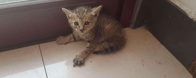 小猫多久会走路，刚出生的猫三周大会走