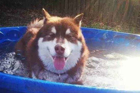 阿拉斯加犬夏天怎么办，修毛降温多喝水少运动