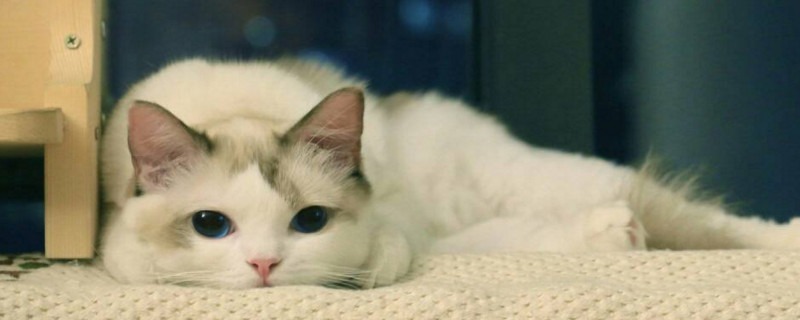 猫砂除臭小技巧