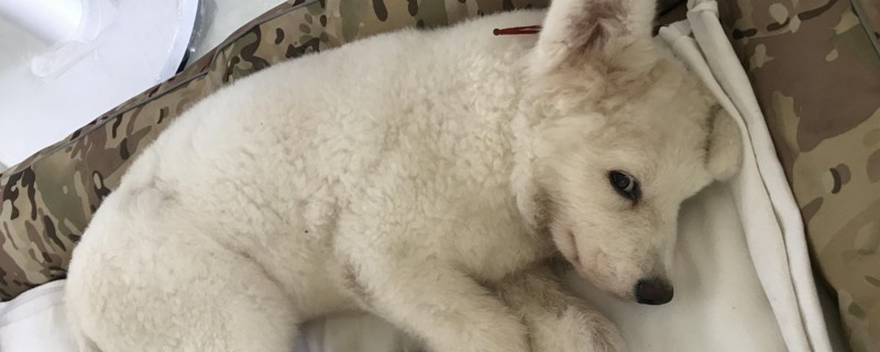 小狗身上有黄褐色结痂