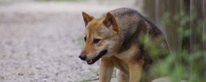 老年狗死亡前兆