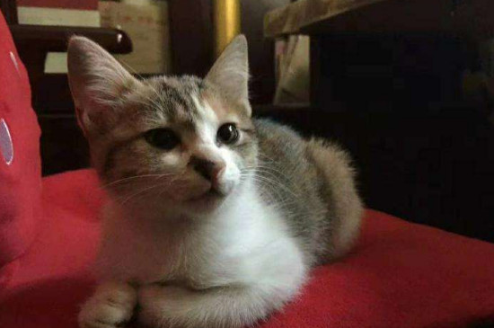 猫咪内脏出血的反应