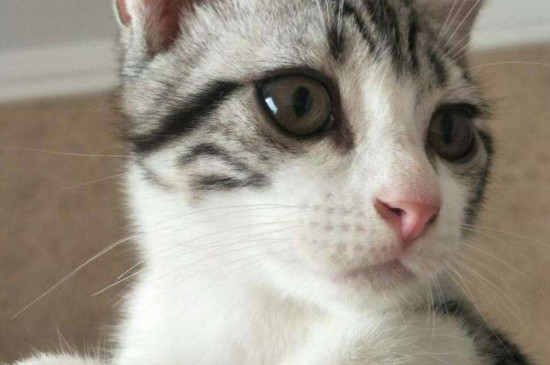 猫软便带血