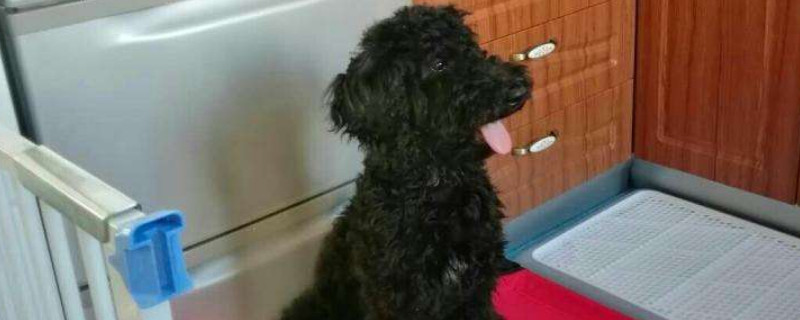 巨贵犬有攻击性吗
