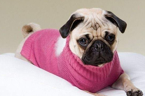 巴哥犬多少度会冷