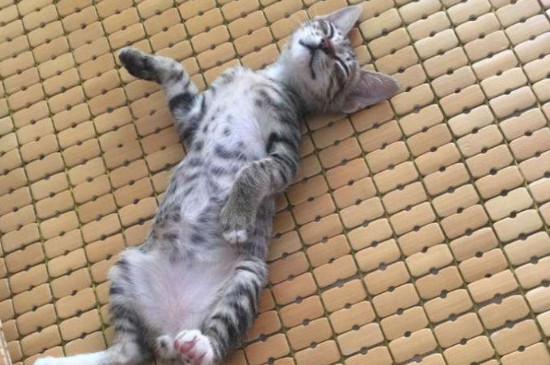 两个月的土猫怎么养