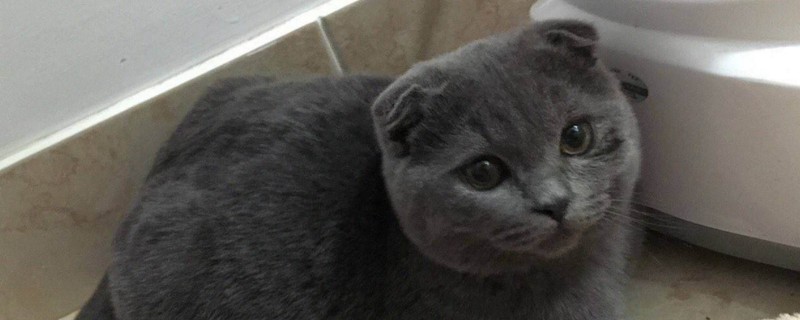 猫喘气声音很粗