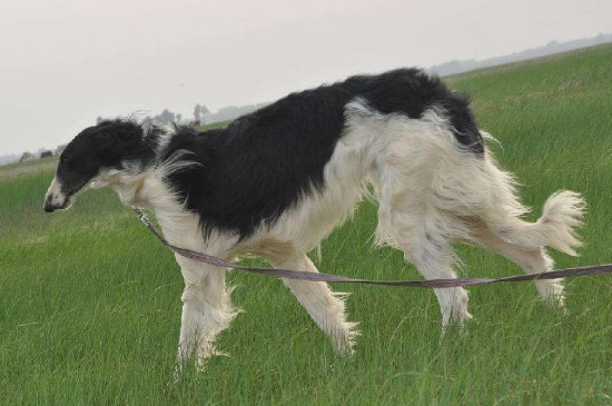 苏俄猎狼犬什么价位，纯种多少钱一只