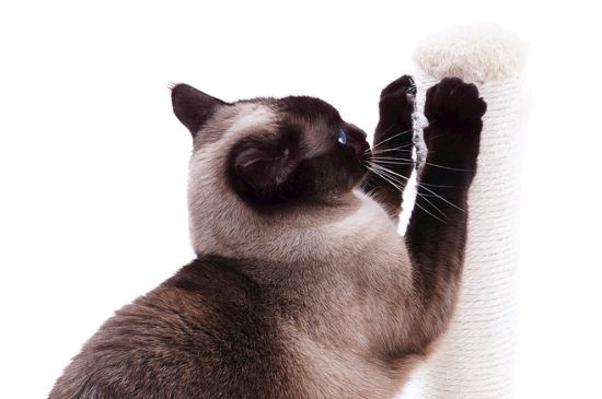 猫咪抓伤出血要打针吗