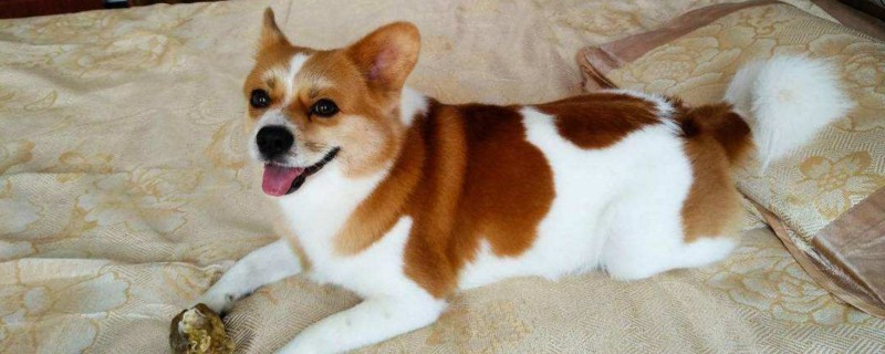 狗肛门红肿