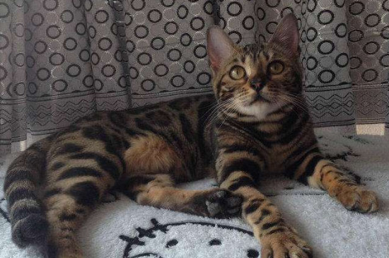 豹猫性格凶怎么办