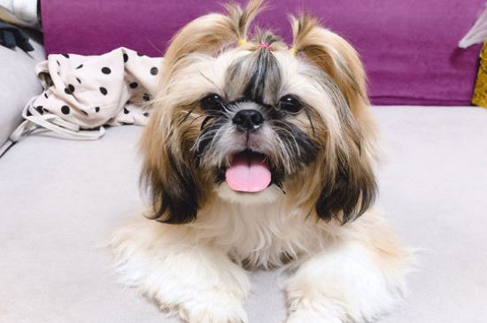西施犬需要遛吗