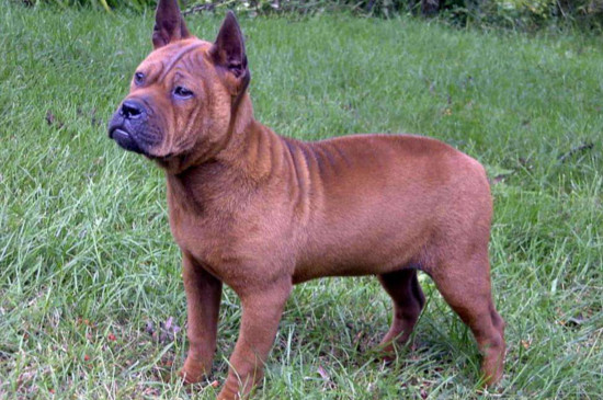 世界优秀猎犬十大排名